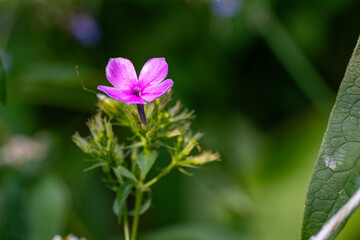 flower in the garden