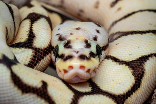 Closeup head of Ball Python Morph. The species is one of the most popular pet snake.