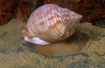 Scotch Bonnet, Atlantic / (Phalium granulatum) / mollusc, Cassis (Phalium granulatum). Alghero. Sardinia. Sardegna.  Sardinia, Italy