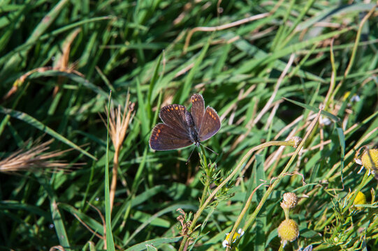 close-up: European common blue butterfly female with brown wings with red reddish yellow spots at the edges on the grass