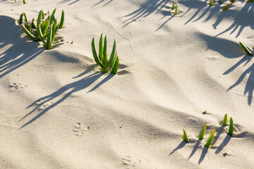 An Ice plant on the beach. Sand dunes and native plants, California