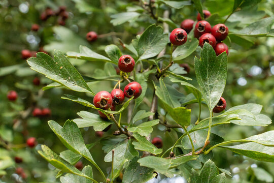 FONDO CUBIERTOS POR HOJAS Y BAYAS. BAYAS MADURAS DE COLOR ROJO. MAJUELO. CRATAEGUS MONOGYMA. 
