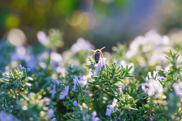 Rosemary in a bloom, and a bee at sunset.  Beautiful floral background, soft sunlight, bokeh background