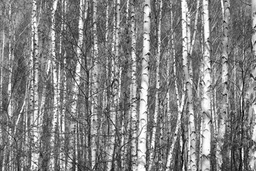Obraz premium black-and-white photo with white birches