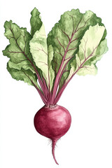 Watercolor painting of a beetroot with leaves growing organically