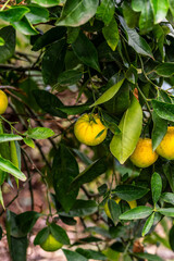 Citrus × sinensis pertenece a la familia Rutaceae.