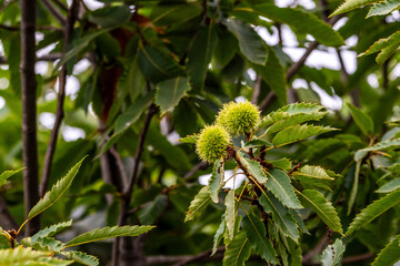 Castanea sativa pertenece a la familia Fagaceae.