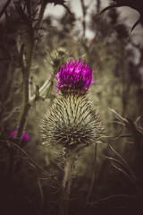 fleurs