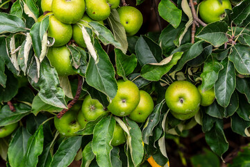 Malus domestica pertenece a la familia Rosaceae.