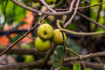 Malus domestica pertenece a la familia Rosaceae.