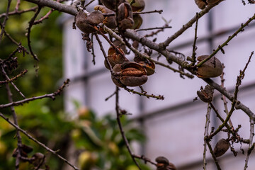 Prunus dulcis pertenece a la familia Rosaceae.
