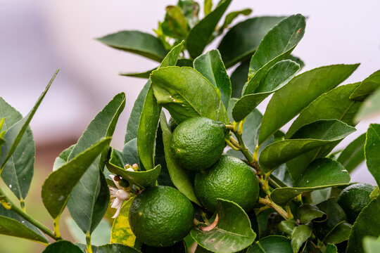 Citrus &times; aurantifolia pertenece a la familia Rutaceae.