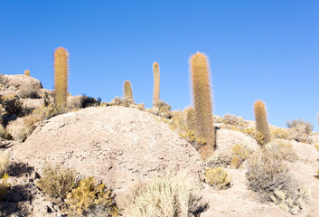 Landscape view of La isla del Pescado Uyuni
