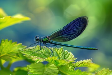   A high-resolution close-up photo of a blue dragonfly perched on a blade of grass, with water droplets glistening on its wings. Beautiful simple AI generated image