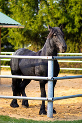 A black horse stands outside in a paddock