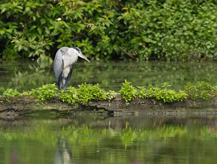 Grey heron on a small island in the pond, Grey heron lying in wait, Grey heron relaxing between blades of grass