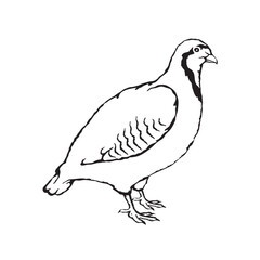 Vector illustration of a partridge in sketch style