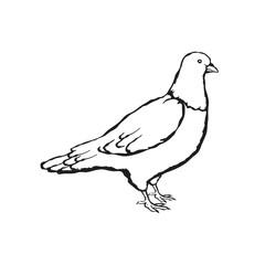 Vector illustration of a pigeon in sketch style