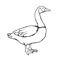 Vector illustration of a Canada goose in sketch style