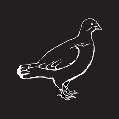 Vector illustration of a grouse in sketch style