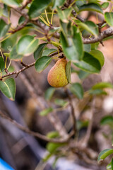 Pyrus sp pertenece a la familia Rosaceae.