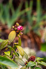 Camellia sp pertenece a la familia Theaceae.