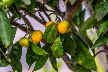 Citrus reticulata pertenece a la familia Rutaceae.