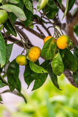 Citrus reticulata pertenece a la familia Rutaceae.