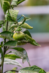 Citrus reticulata pertenece a la familia Rutaceae.