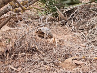 A tortoise wanders through a yard among the yellow grasses.