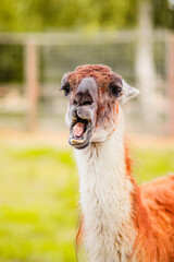 brown and white llama funny chewing food © Anastasiia