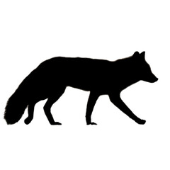 Fox Illustration | Fox Silhouette | Fox Icon