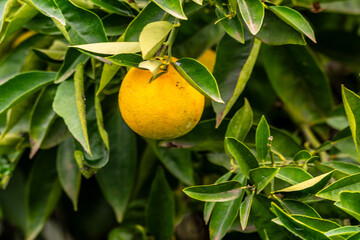 Citrus × sinensis pertenece a la familia Rutaceae.