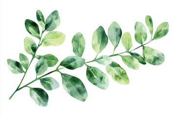 Fototapeta premium Watercolor painting featuring a moringa branch with lush green leaves, ideal for showcasing natural remedies and plant-based wellness