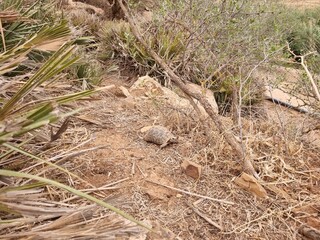 A tortoise wanders through a yard among the yellow grasses.