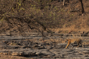 A tiger walking in rocky terrain of Panna Tiger Reserve, Madhya pradesh, India