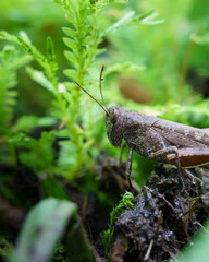 Fotografía de insectos y frutos 