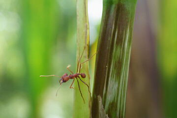 Fotografía de insectos y frutos 