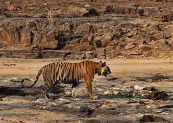 A famous tigress of Panna with collar at Panna Tiger Reserve, Madhya pradesh, India