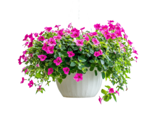 White pot with fuchsia pink hanging petunias