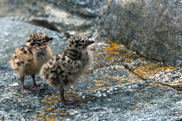 Baby seagulls standing on a rock