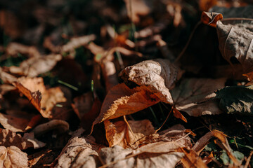 Autumnal fallen brown orange leaves in the park, natural background for seasonal design