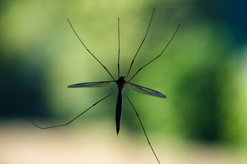 A large mosquito bug is hanging on the glass window 