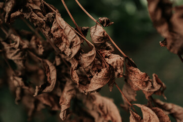 Autumnal dry brown leaf growing on a tree in the park, seasonal autumn natural plants