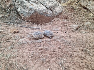 Two turtles roaming in the wild