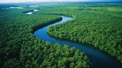 Aerial view of a dense mangrove forest along a winding river, with lush greenery stretching to the horizon