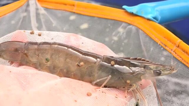 White shrimp, Vannamei, scooped alive from the pond