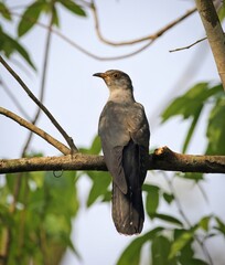 wlid common cuckoo.this photo was taken from Bangladesh.