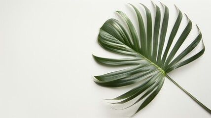 Obraz premium Single green palm leaf on white background for minimalist design