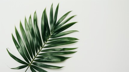 Detailed view of a green leaf on white background for botanical designs